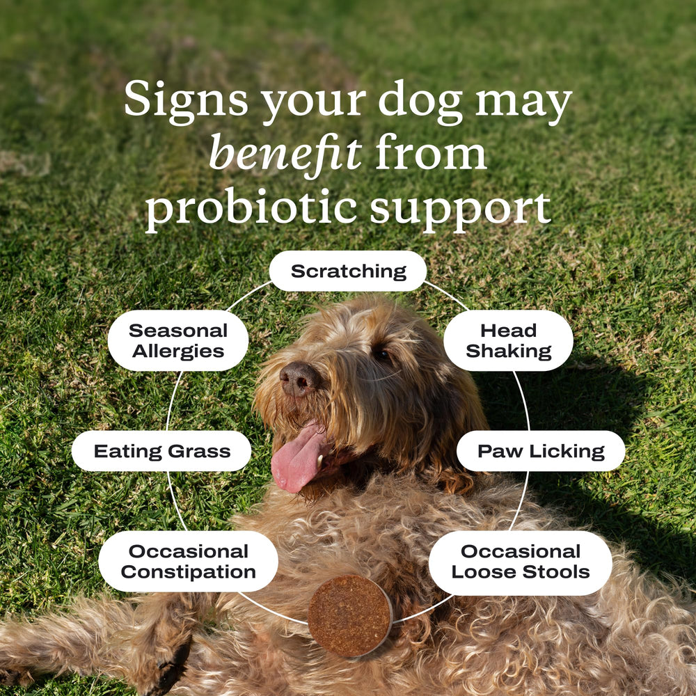 PetLab Co probiotics for dogs digestion illustration supports healthy gut balance.