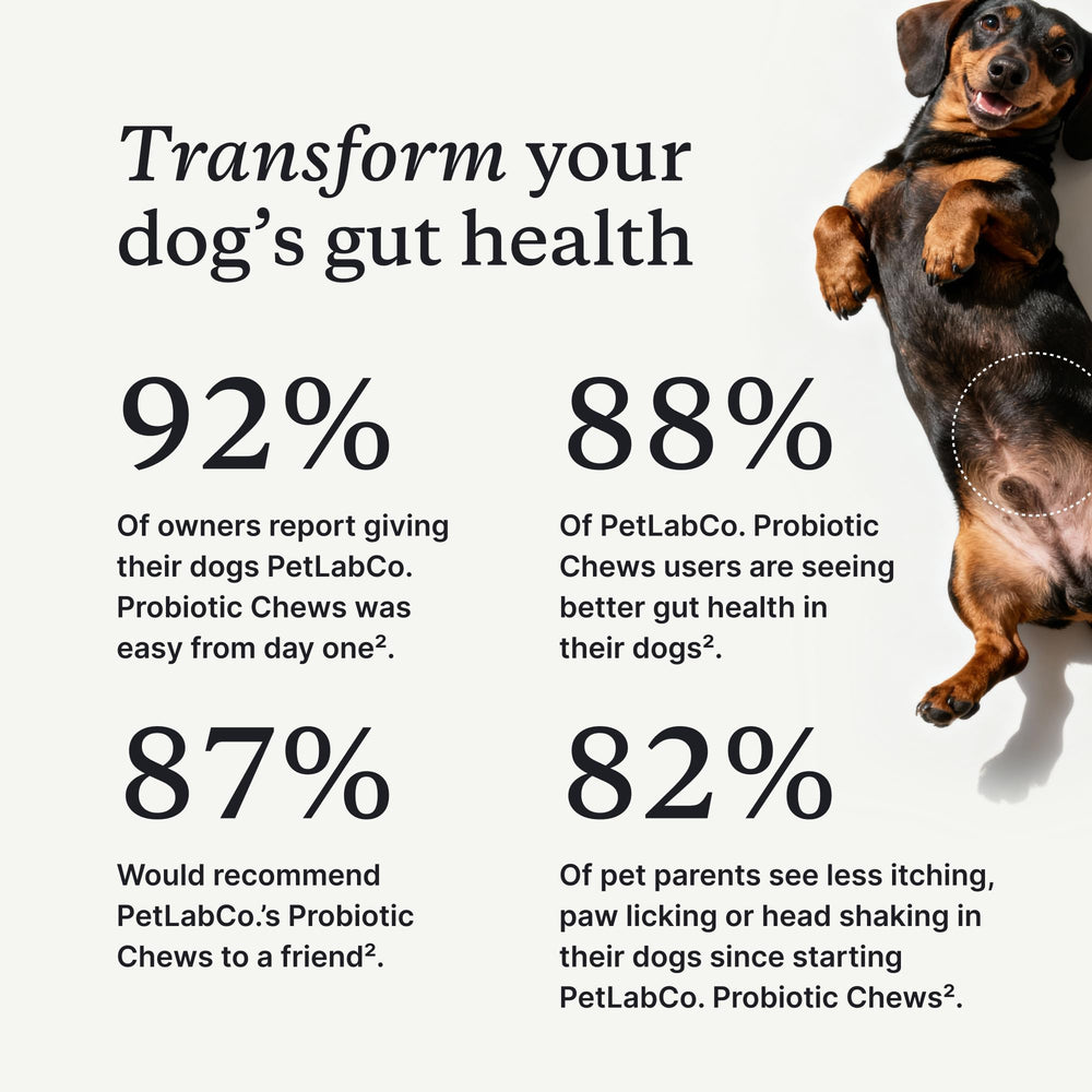 PetLab Co Probiotics for Dogs soft chews close-up highlighting flavor and digestion support