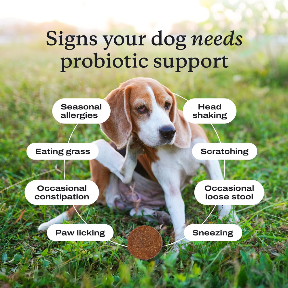 PetLab Co. probiotics display with subscription banner encourages ongoing use