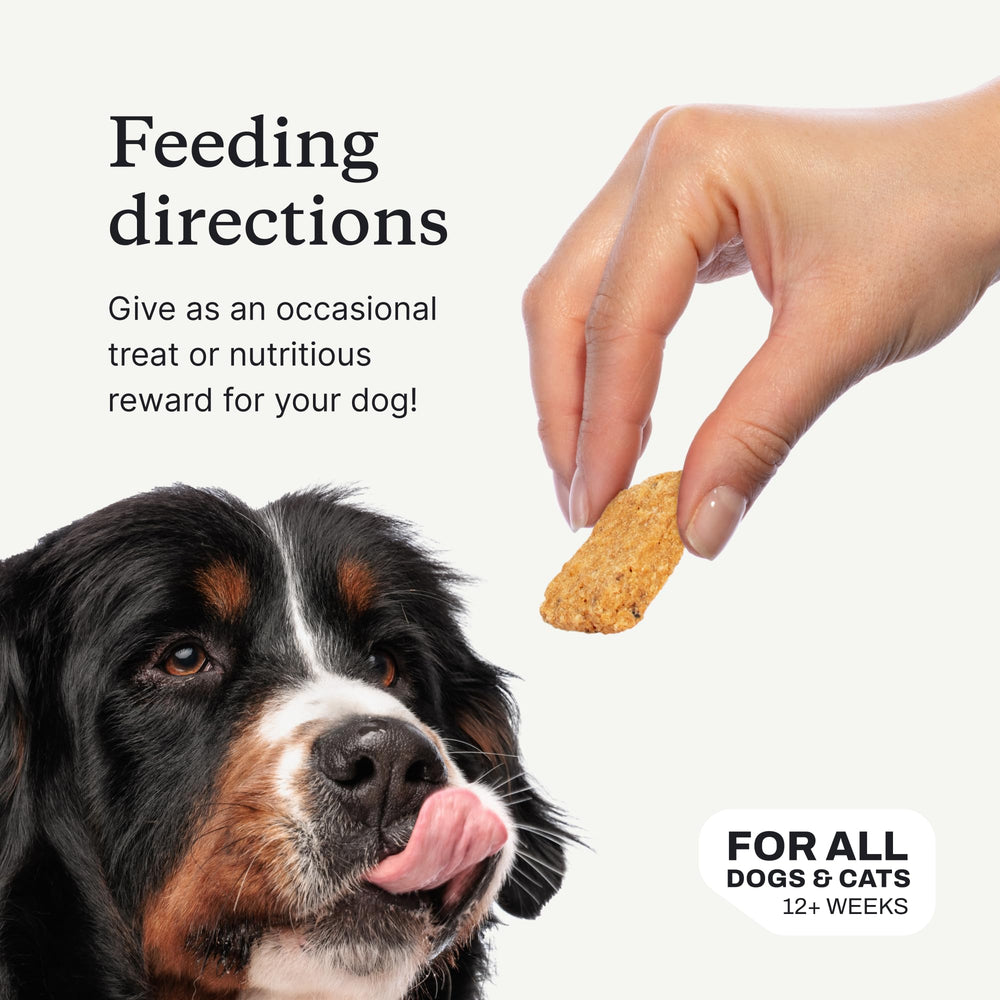 PetLab Co. Salmon Bites dog enjoying treat—palatable and motivating.