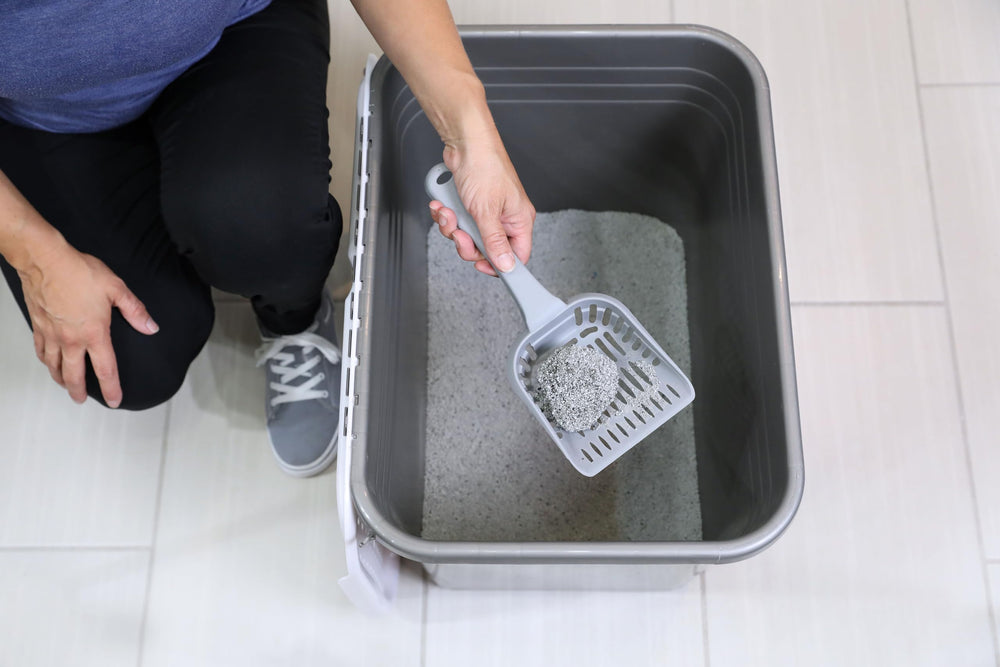 Petmate enclosed cat litter box interior showing privacy and mess containment.