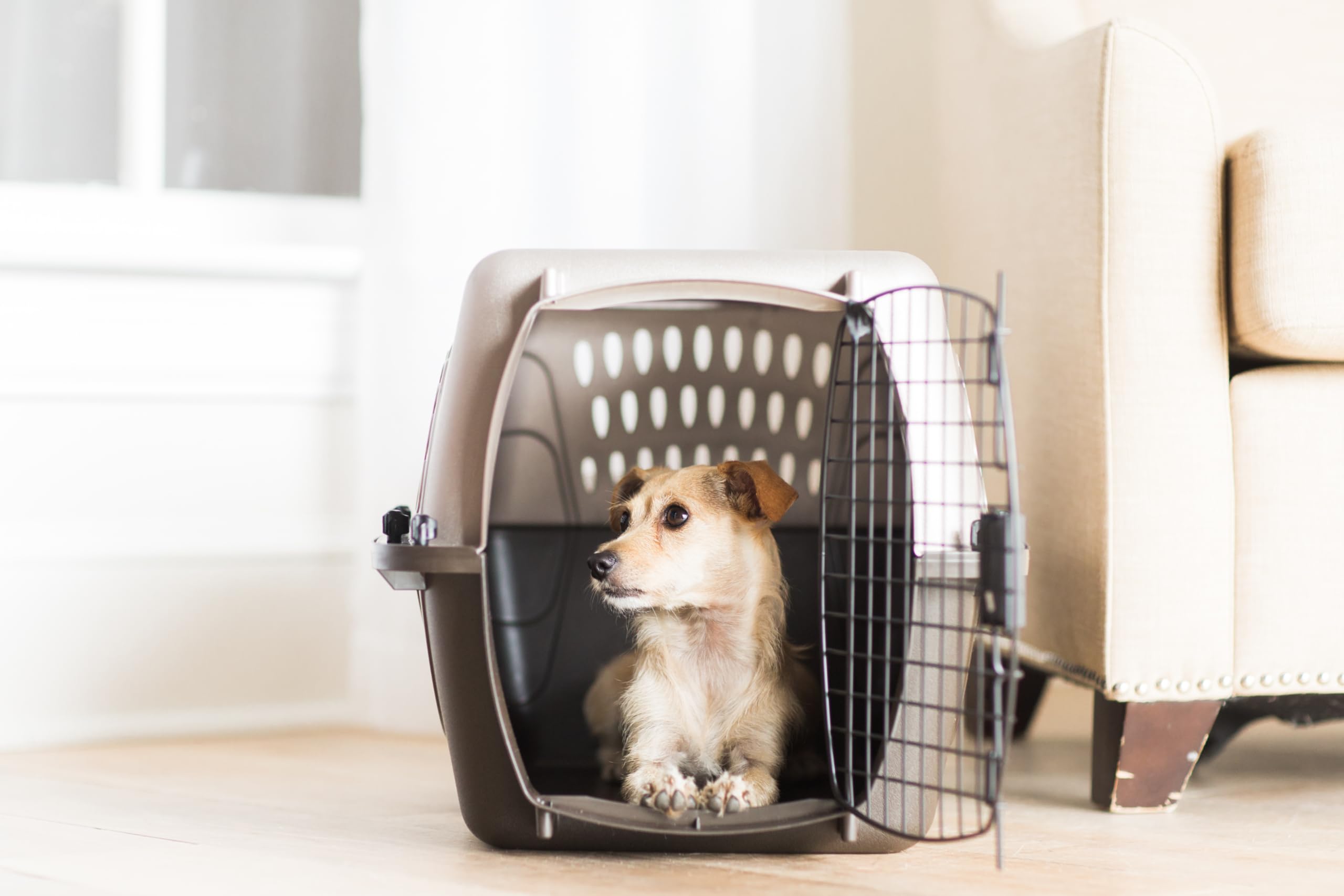 Petmate USA-made crate designed for small dogs and cats up to 15 lb.