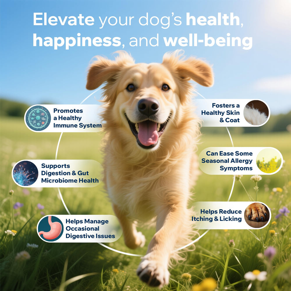 PETOPTIMUM vet-formulated probiotic for dogs ensures quality.