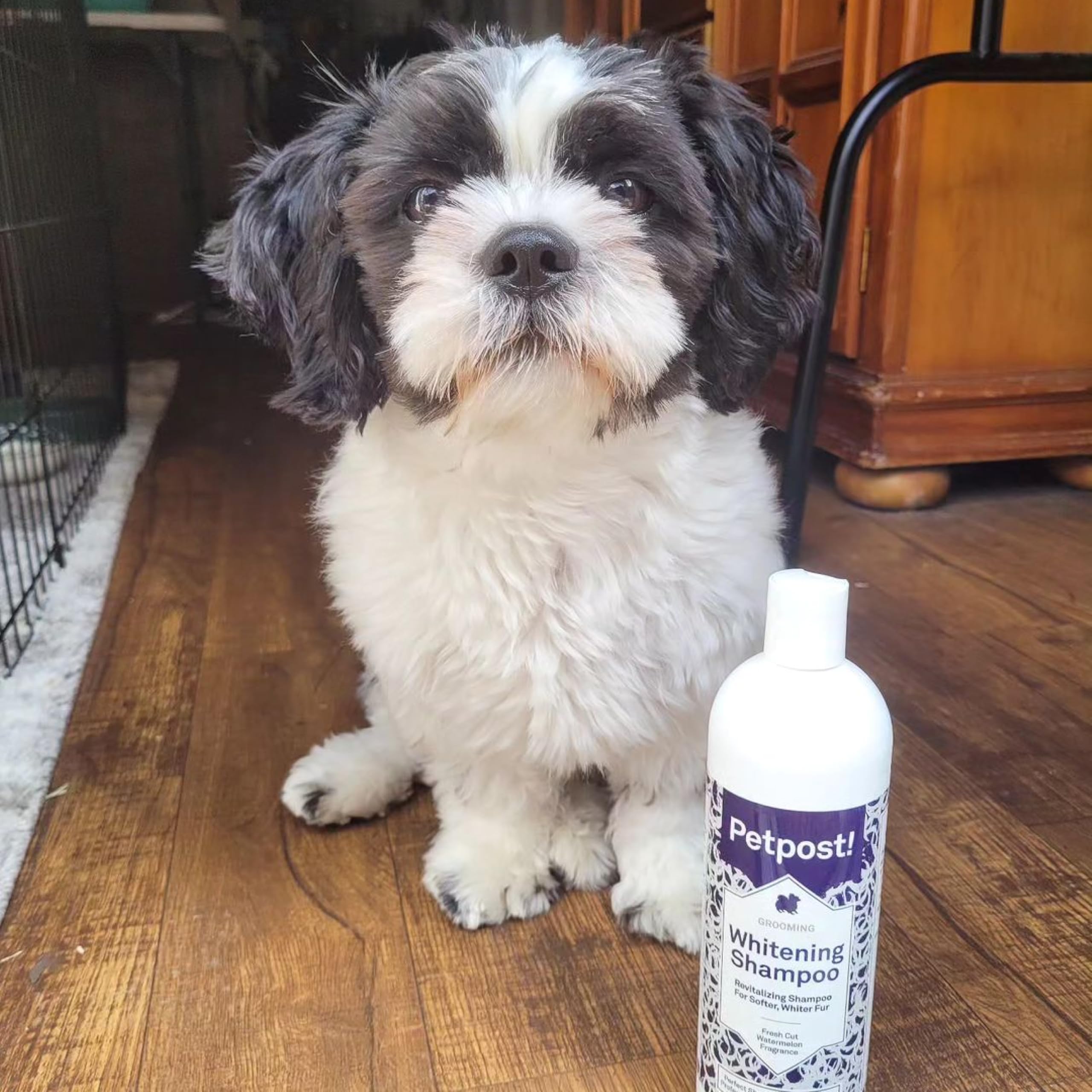Petpost shampoo with hydrolyzed proteins supports stronger fur