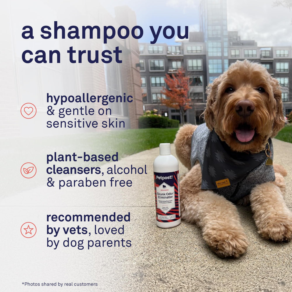 Petpost Skunk Odor Eliminator Shampoo on a cat coat leaves soft fur.