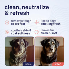 Petpost Skunk Odor Eliminator Shampoo rich lather for thorough cleaning.