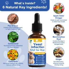 Petrivium Yeast Infection Drops entering dog's mouth, highlighting easy administration.