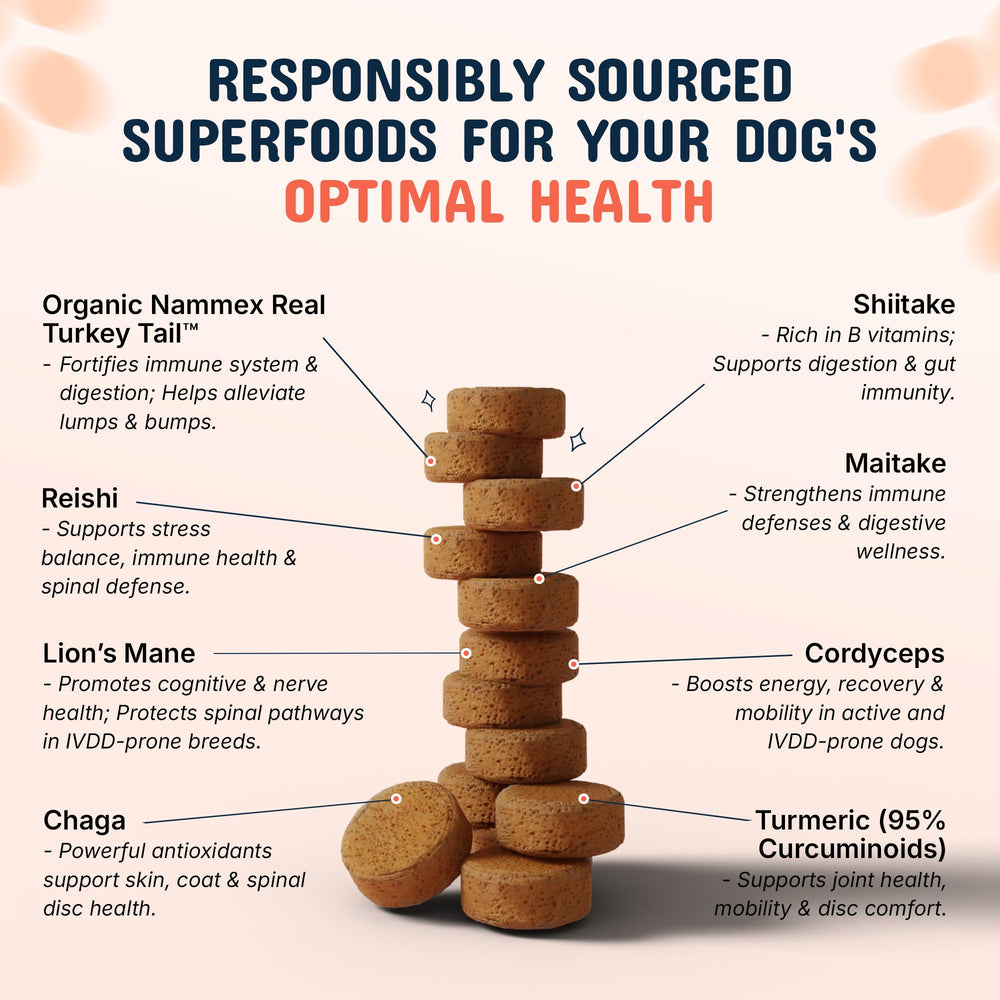 Pets Are Kids joint-support chews helping mobility during play.