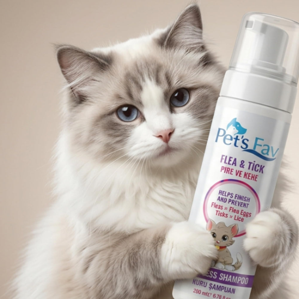 Pet's Fav kitten-friendly care for young cats and curious coats.