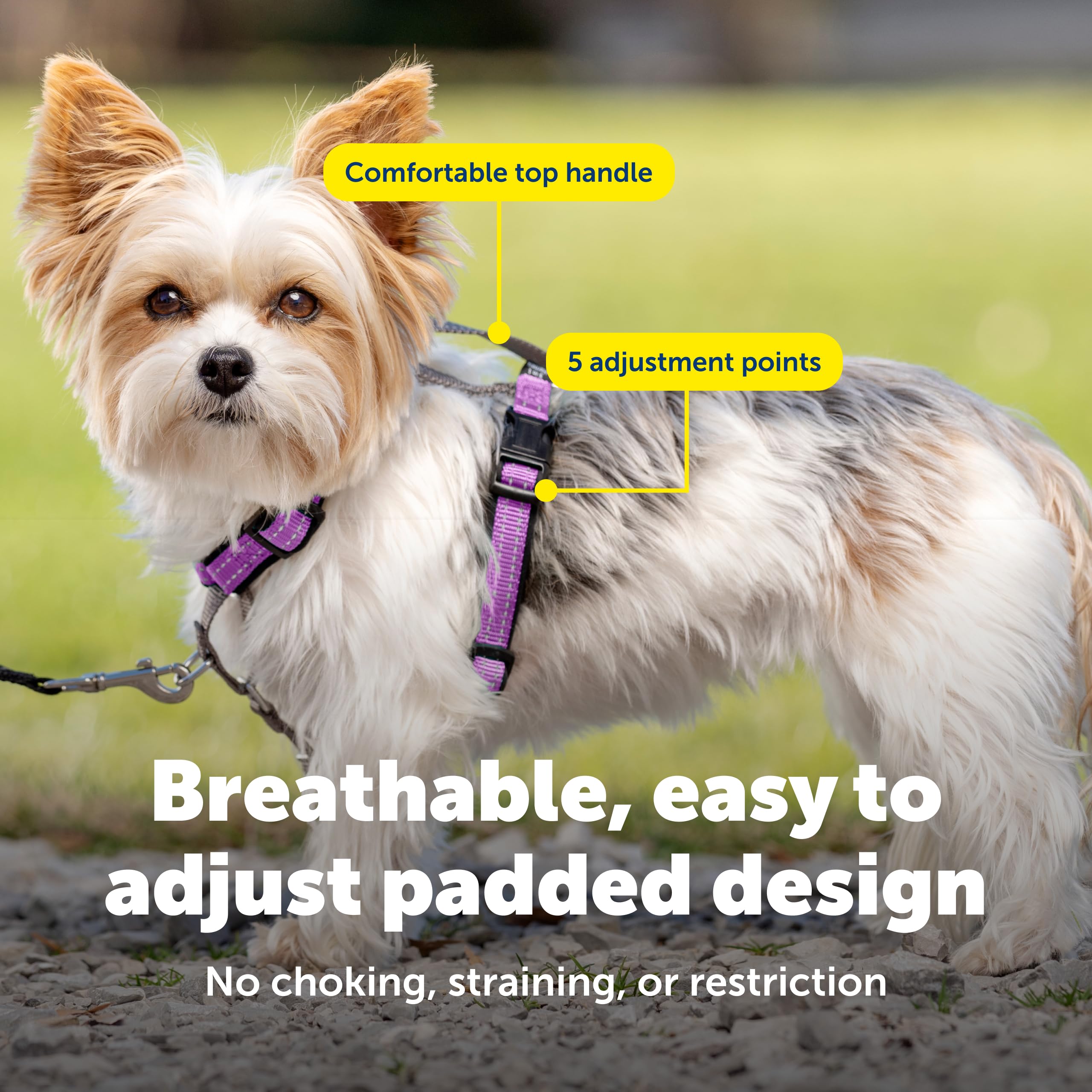 PetSafe 3-in-1 harness plum XS top handle for quick control