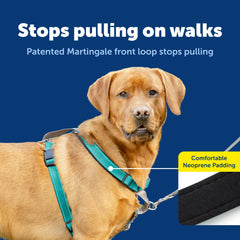 PetSafe harness back attachment supports running or jogging with comfort.