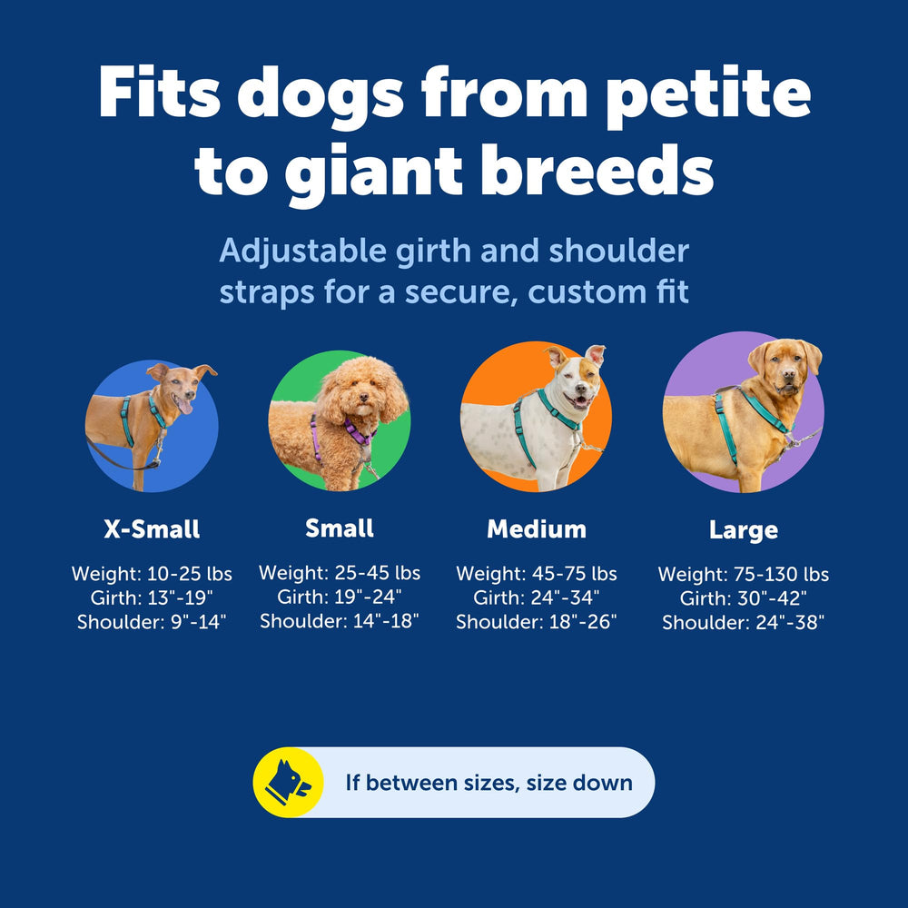 PetSafe harness reflective stitching improves night-time visibility.
