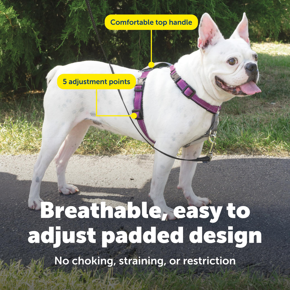 PetSafe 3 in 1 harness seatbelt loop keeps dogs secure in the car.