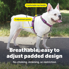 PetSafe 3 in 1 harness seatbelt loop keeps dogs secure in the car.
