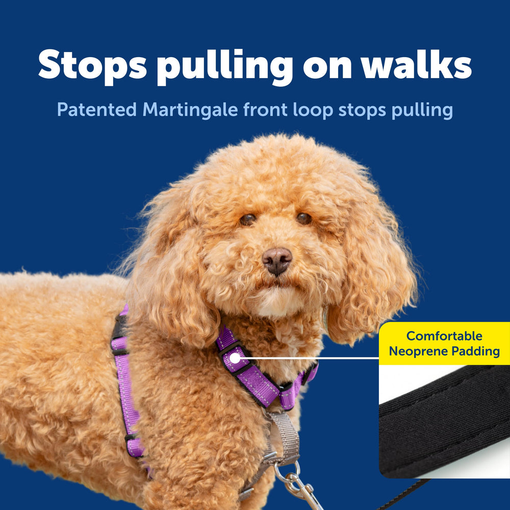 PetSafe plum harness top handle offers quick control when needed.