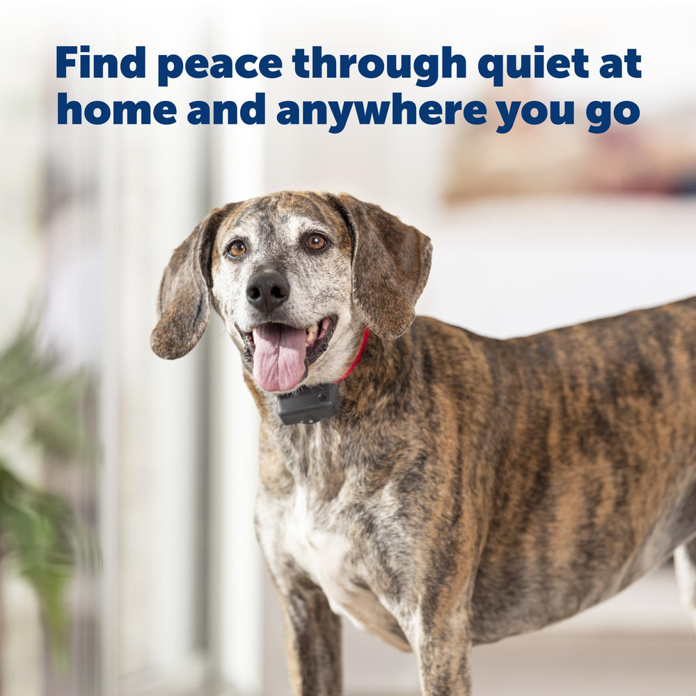 PetSafe Basic Bark Collar on a dog's neck shows sizing up to 27 inches