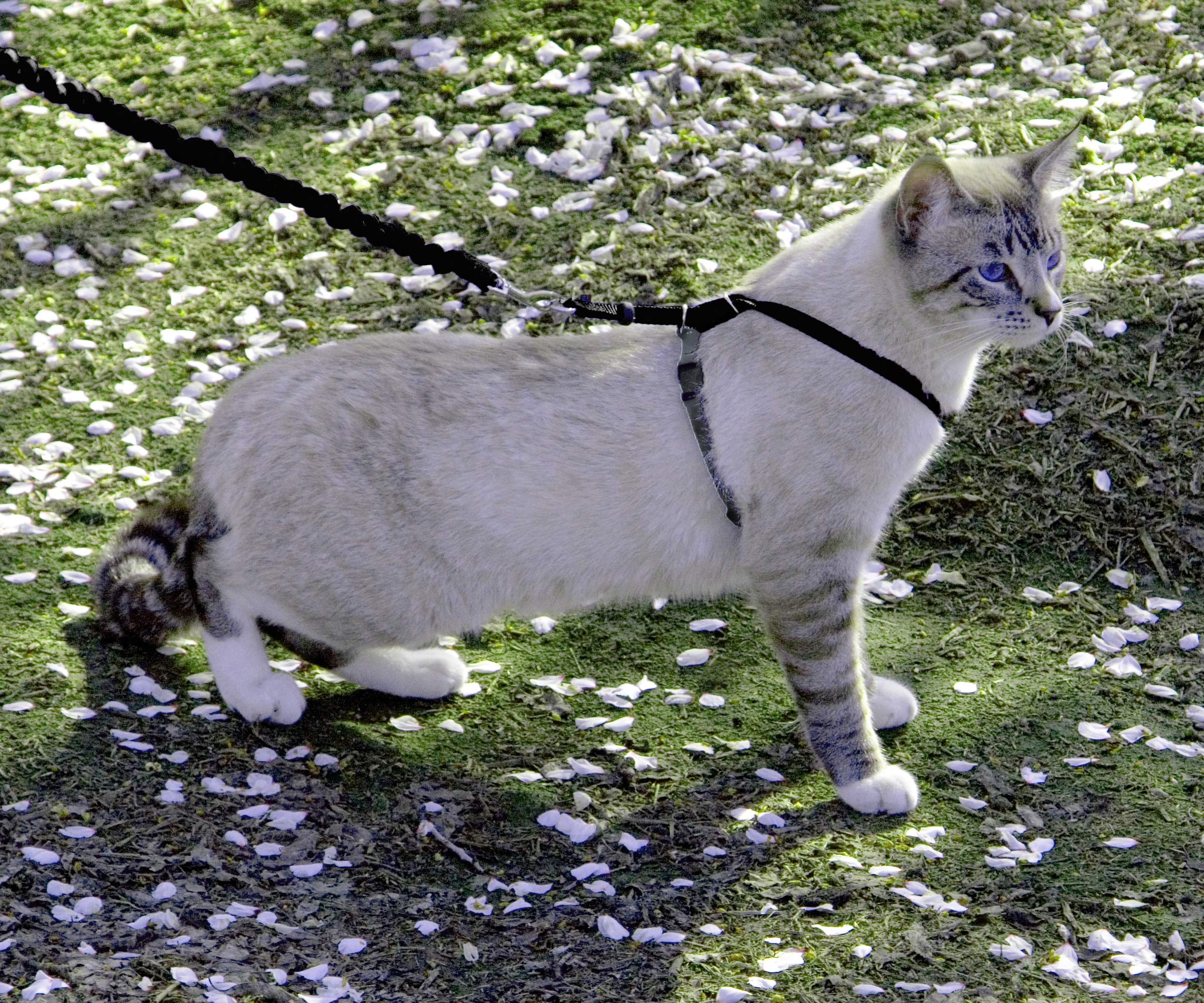 Petsafe Come With Me Kitty Harness adjustable fit closeup demonstrates two adjustment points for a secure fit