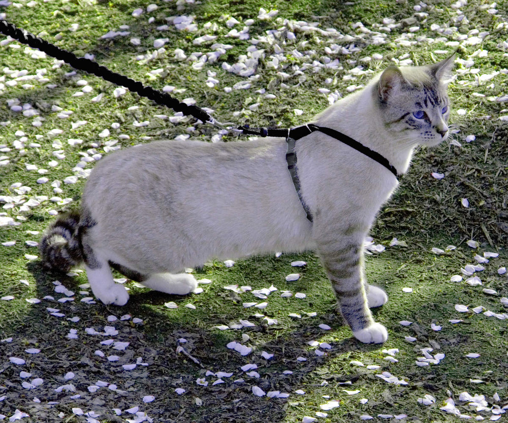 Petsafe Come With Me Kitty Harness adjustable fit closeup demonstrates two adjustment points for a secure fit