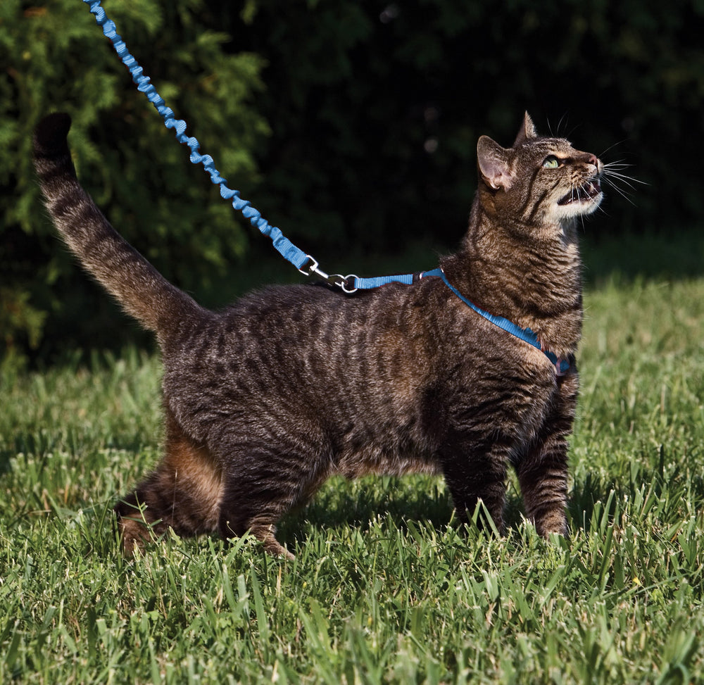 PetSafe harness adjustable-fit close-up shows two points for a tailored fit.