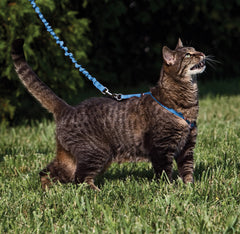 PetSafe harness adjustable-fit close-up shows two points for a tailored fit.