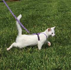 Close-up of adjustable fit on PetSafe kitty harness for comfortable control