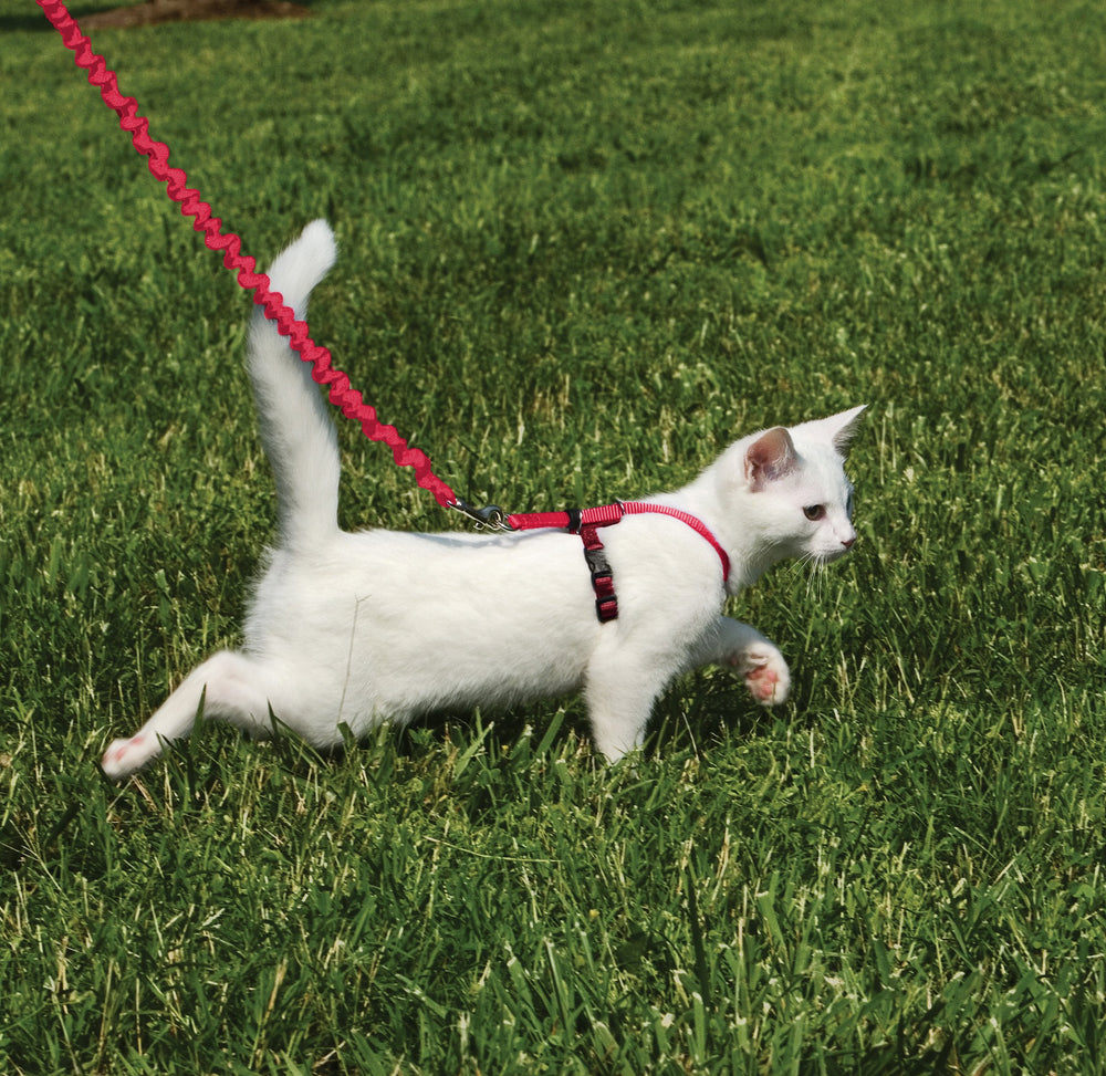 PetSafe harness setup for easy outdoor walks and exploration with your cat