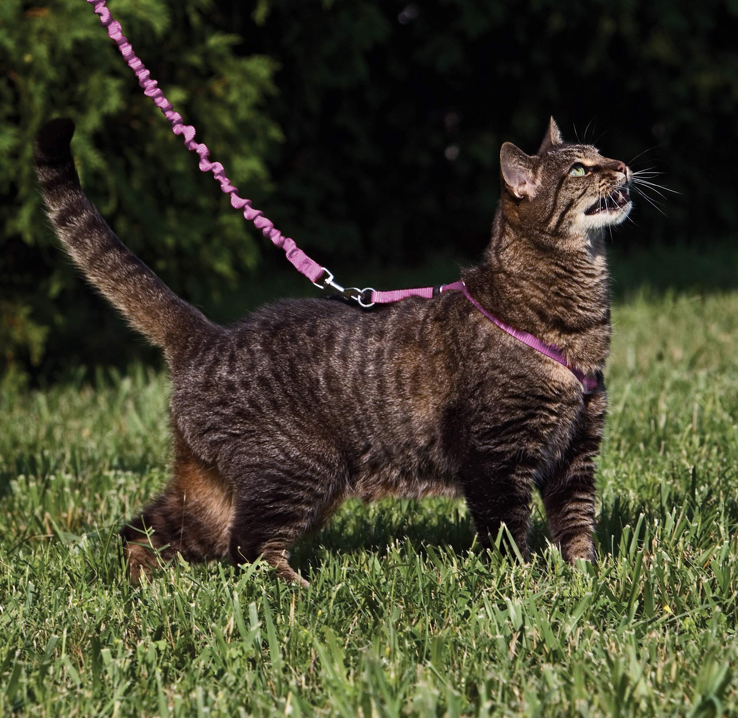 PetSafe Come With Me Kitty Bungee Leash shows stretch and gentle restraint.