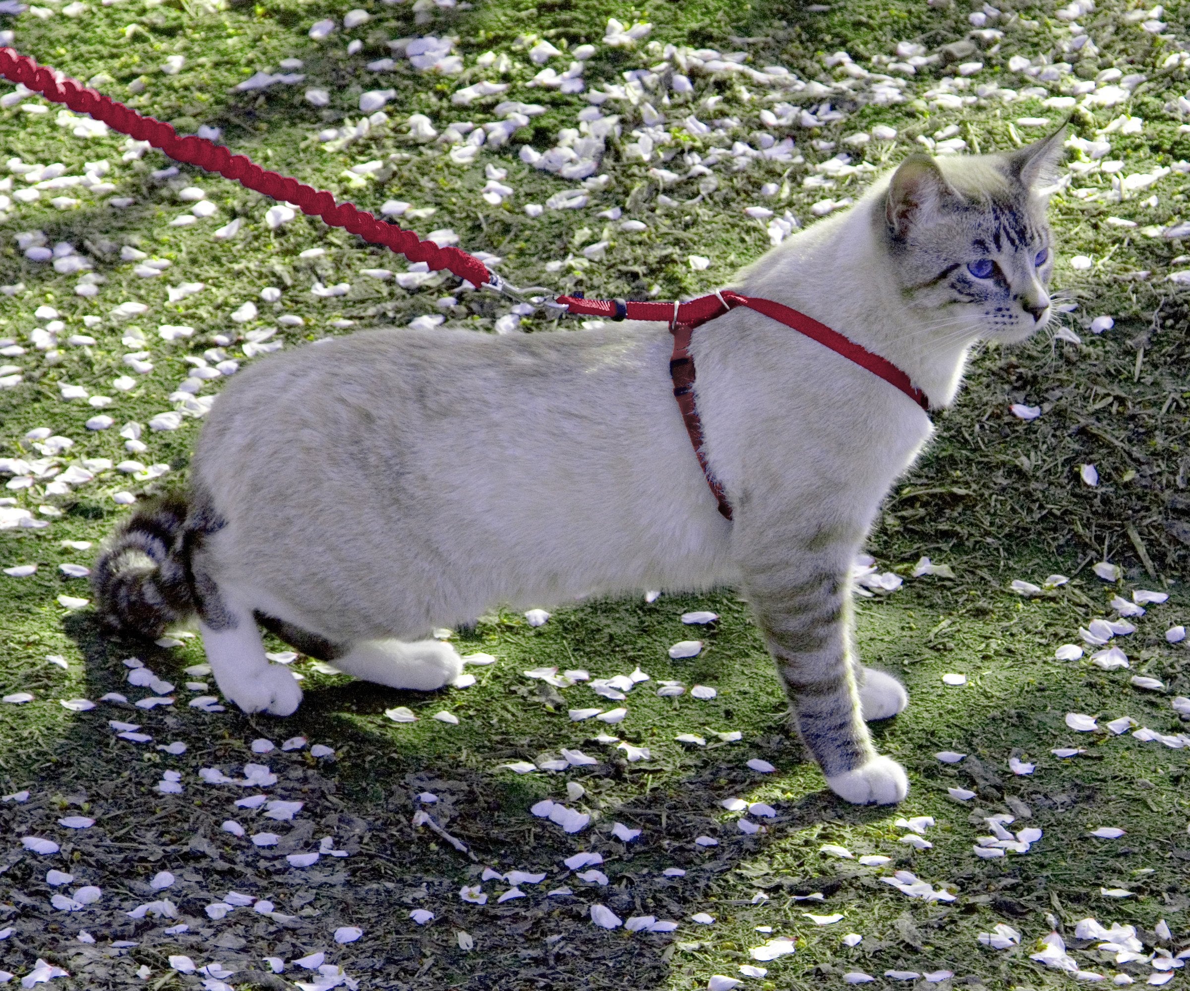 PetSafe Come With Me Kitty Harness uses a bungee leash for gentle give outdoors.