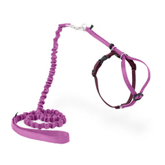 PetSafe Come With Me Kitty harness on a cat during a safe outdoor stroll