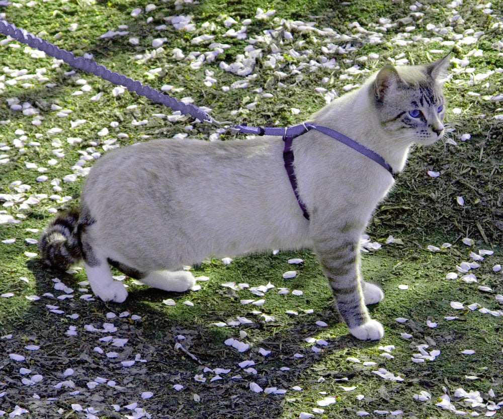 PetSafe Kitty Harness lilac side view showing two-point adjust for a secure fit.