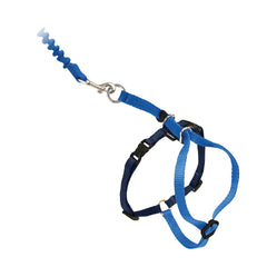 Petsafe Come With Me Kitty Harness Royal Blue on cat walk for safe outdoor exploring