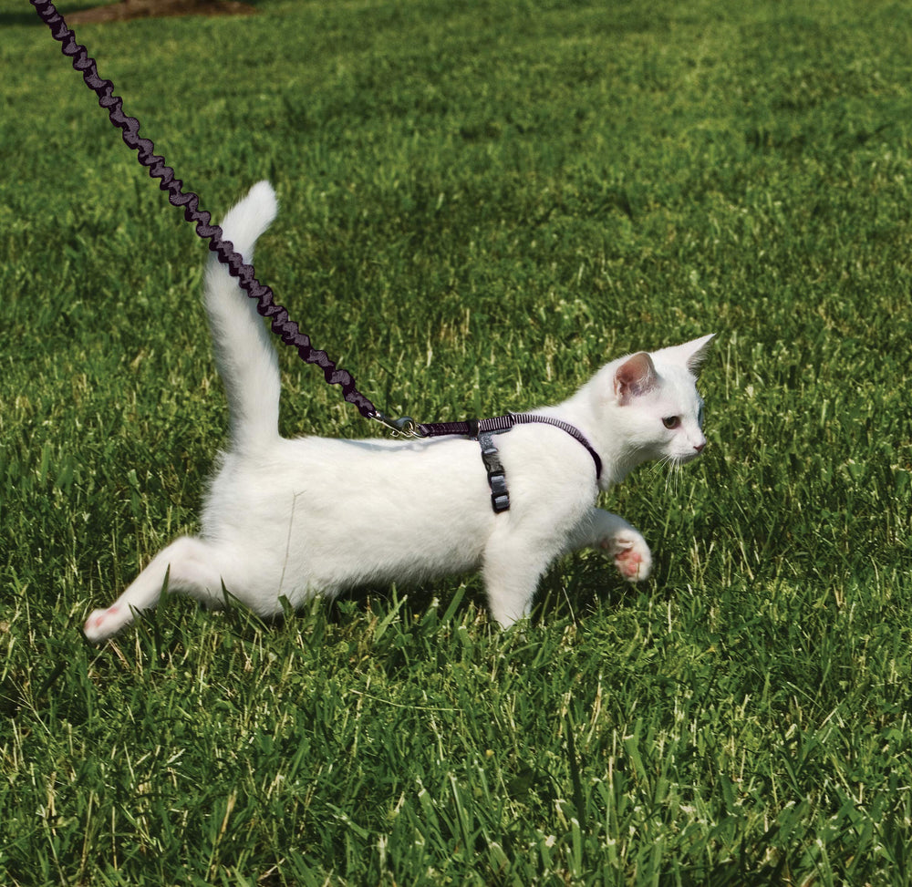 PetSafe harness close-up highlights comfortable shoulder straps for cats.