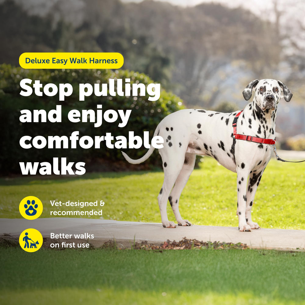 PetSafe Easy Walk Deluxe chest leash attachment in action during a calm training session.