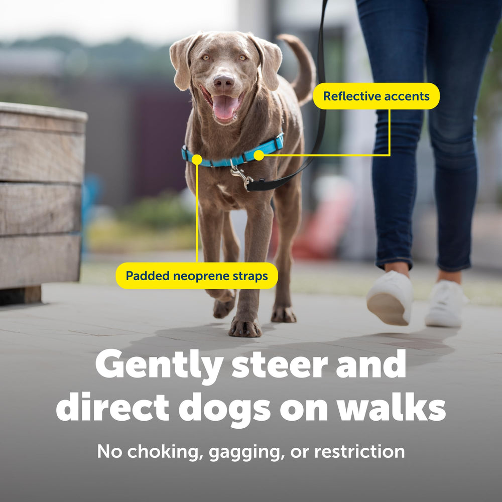 PetSafe Easy Walk Deluxe fit demonstration on a dog
