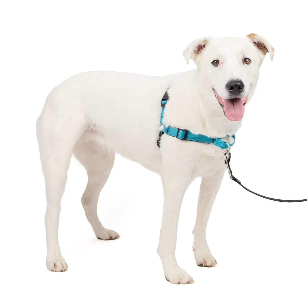 PetSafe Easy Walk Deluxe harness with front-chest attachment guiding leash movement