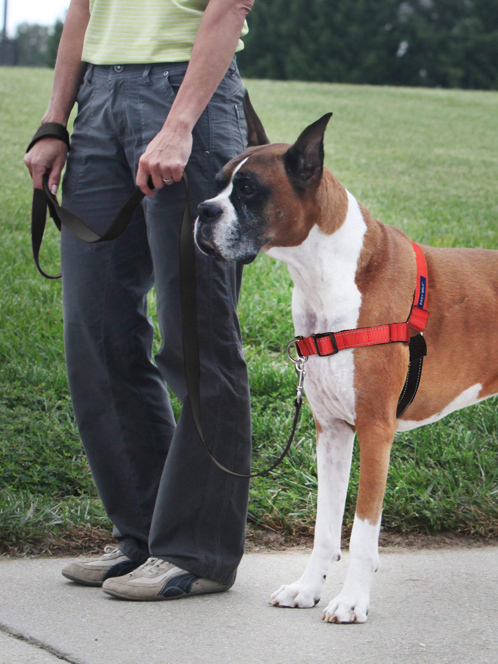 PetSafe Easy Walk Deluxe close-up on neoprene straps for cool, comfortable wear.