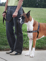 PetSafe Easy Walk Deluxe neoprene straps for cool comfort on walks