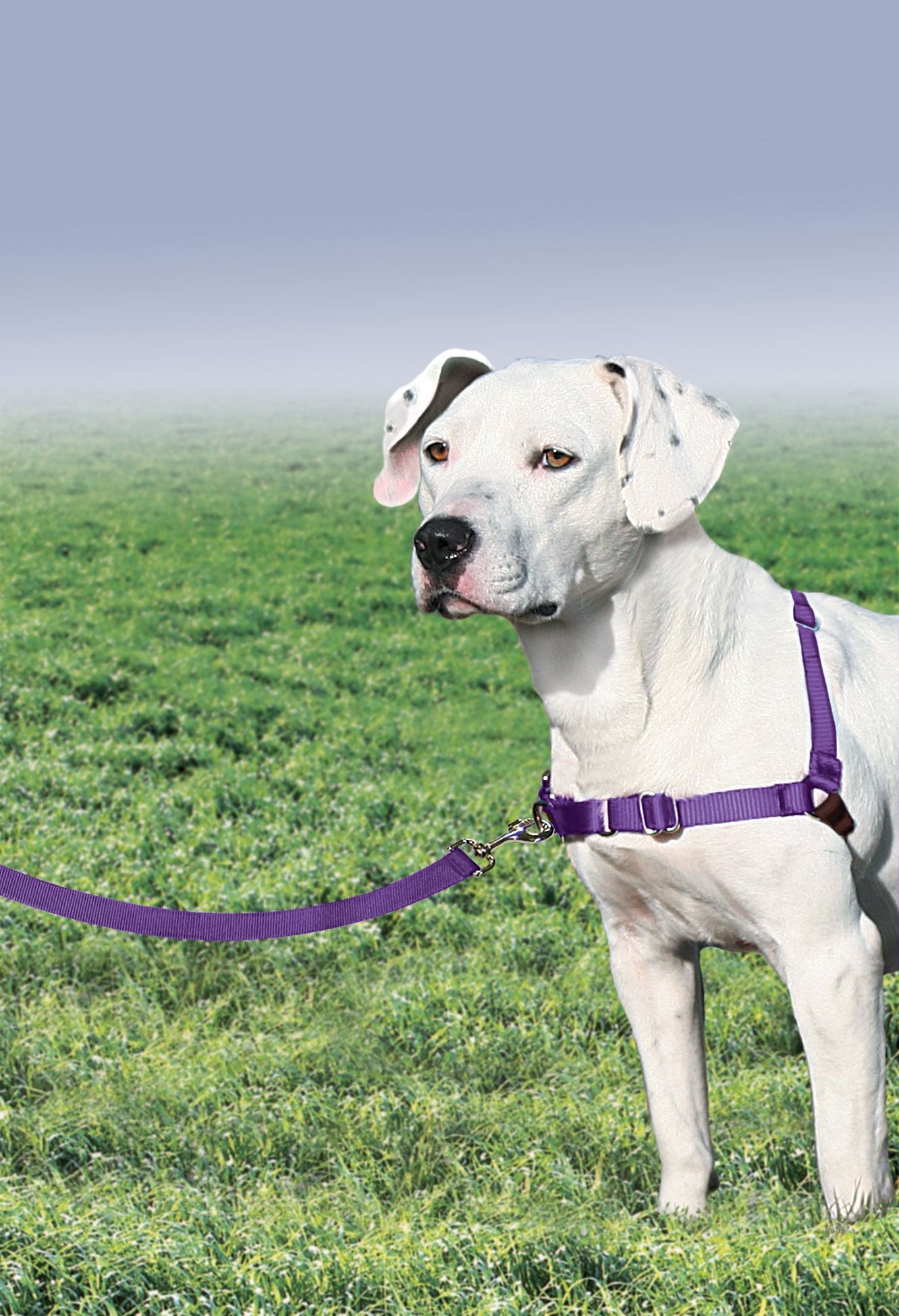 PetSafe Easy Walk chest-design harness redirects with gentle guiding.