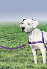 PetSafe Easy Walk chest-design harness redirects with gentle guiding.