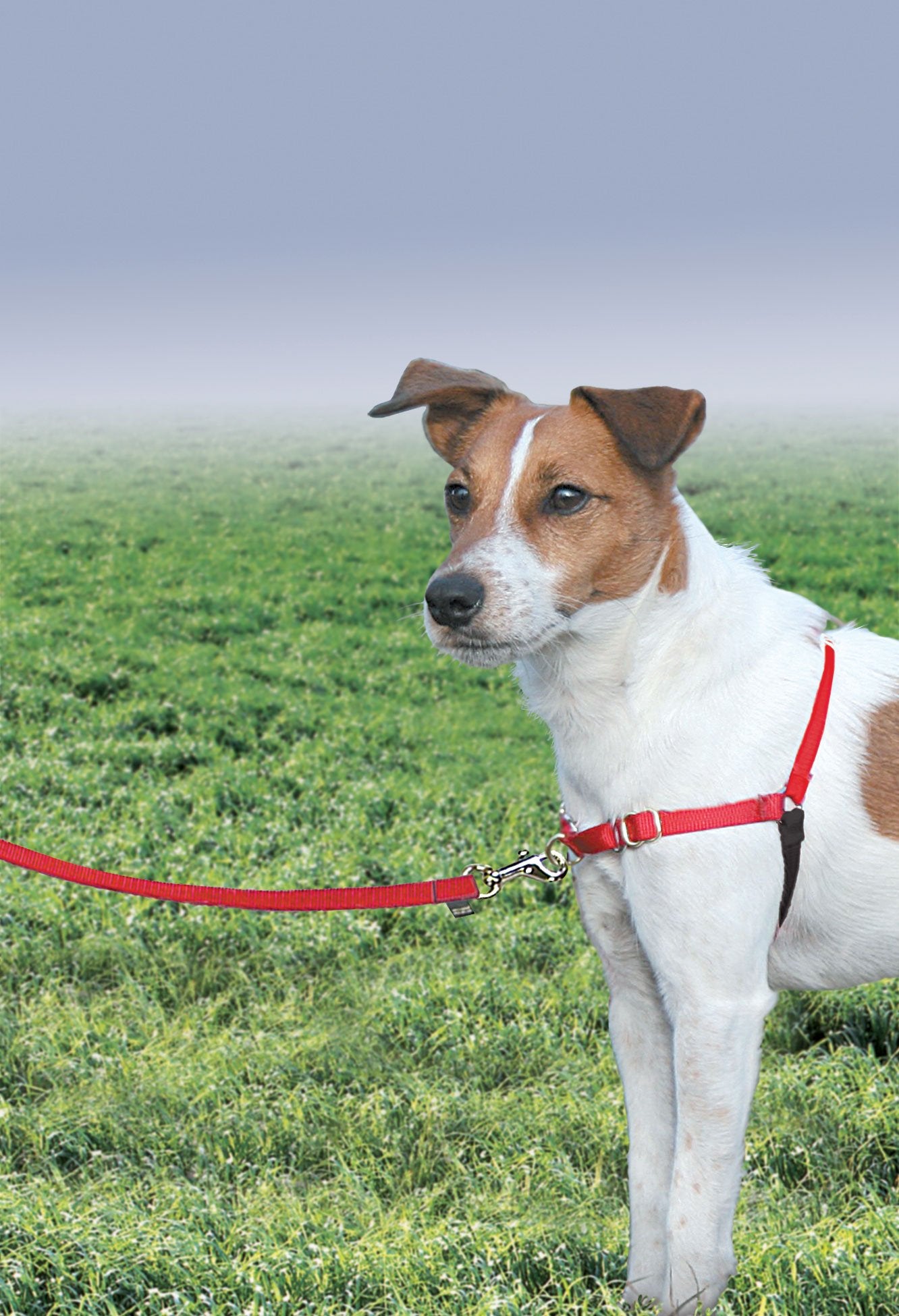 PetSafe Easy Walk chest-design harness shows chest placement