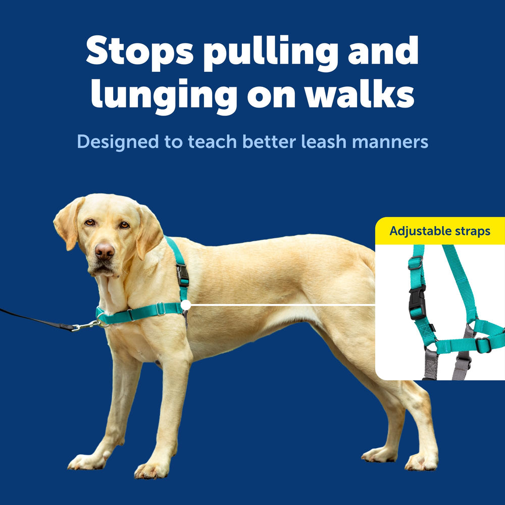 PetSafe Easy Walk front-leash attachment demonstrates guiding your dog on walks.