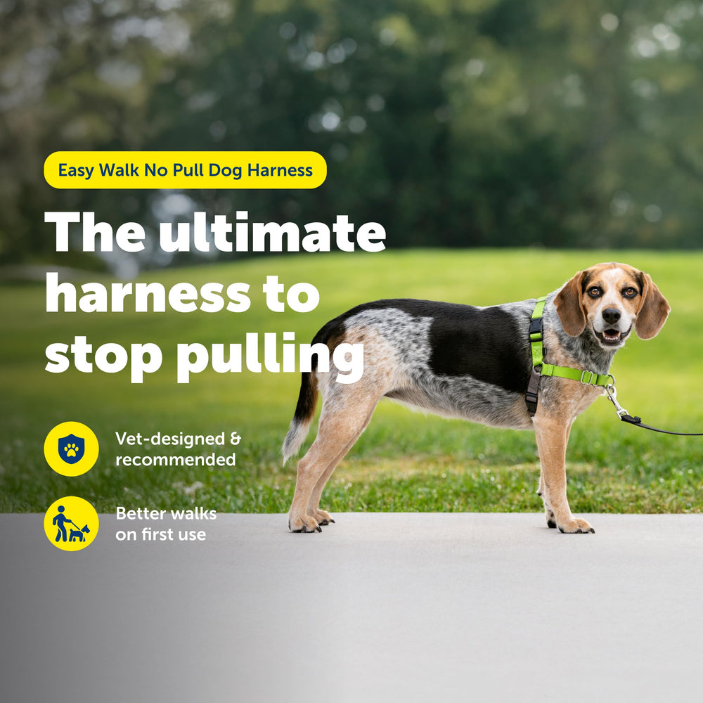 PetSafe Easy Walk martingale loop close-up demonstrates front chest redirection