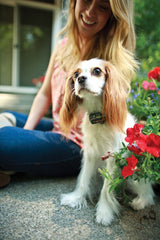 Petsafe flexible collar fits necks from 6 to 26 inches for growing dogs.