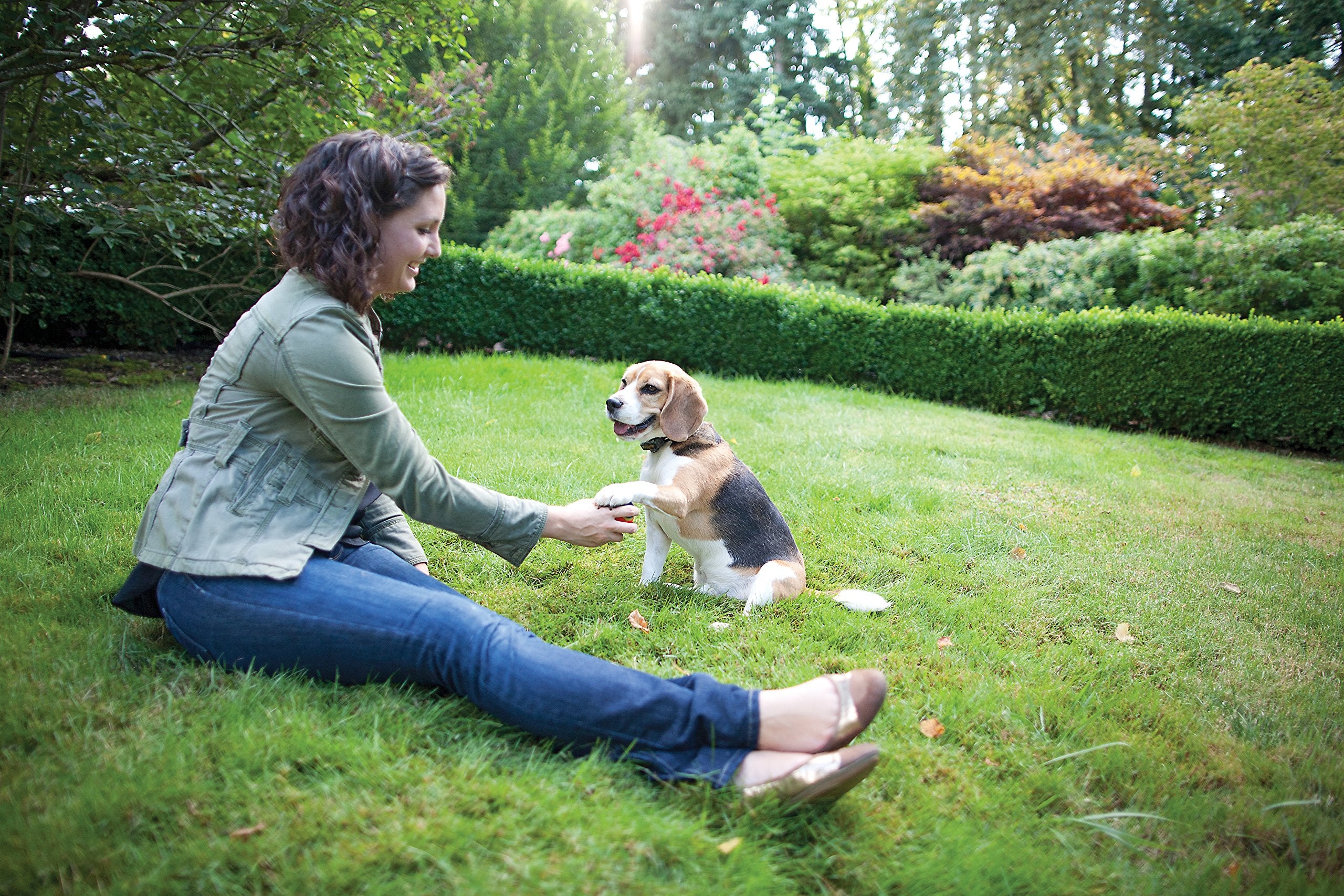 Petsafe QuickFit buckle on Little Dog collar enables quick release and comfortable fit.