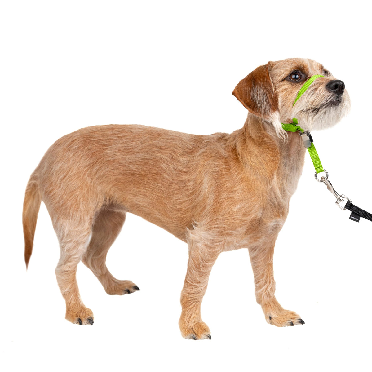 PetSafe Gentle Leader headcollar with nose loop for calmer, controlled walks.