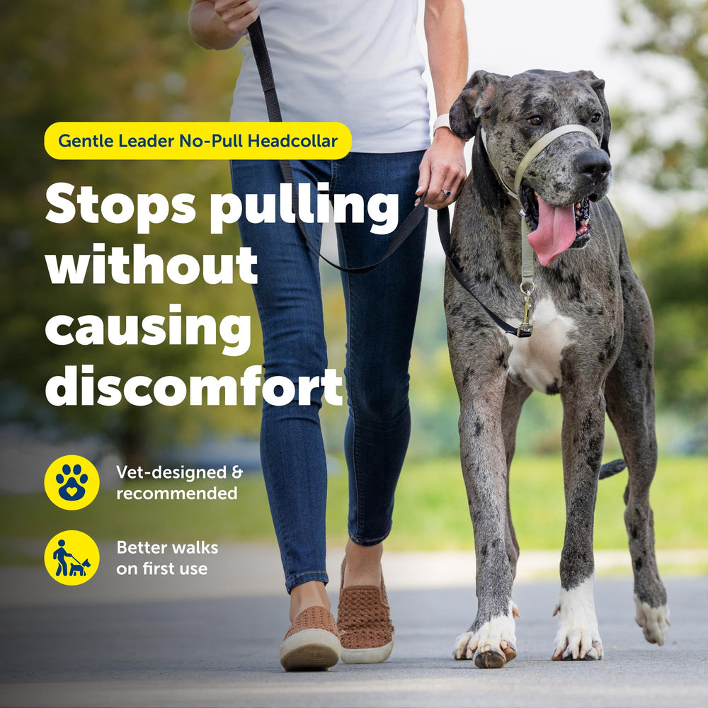 PetSafe Gentle Leader neck strap quick-snap demonstrates fast, easy fitting.