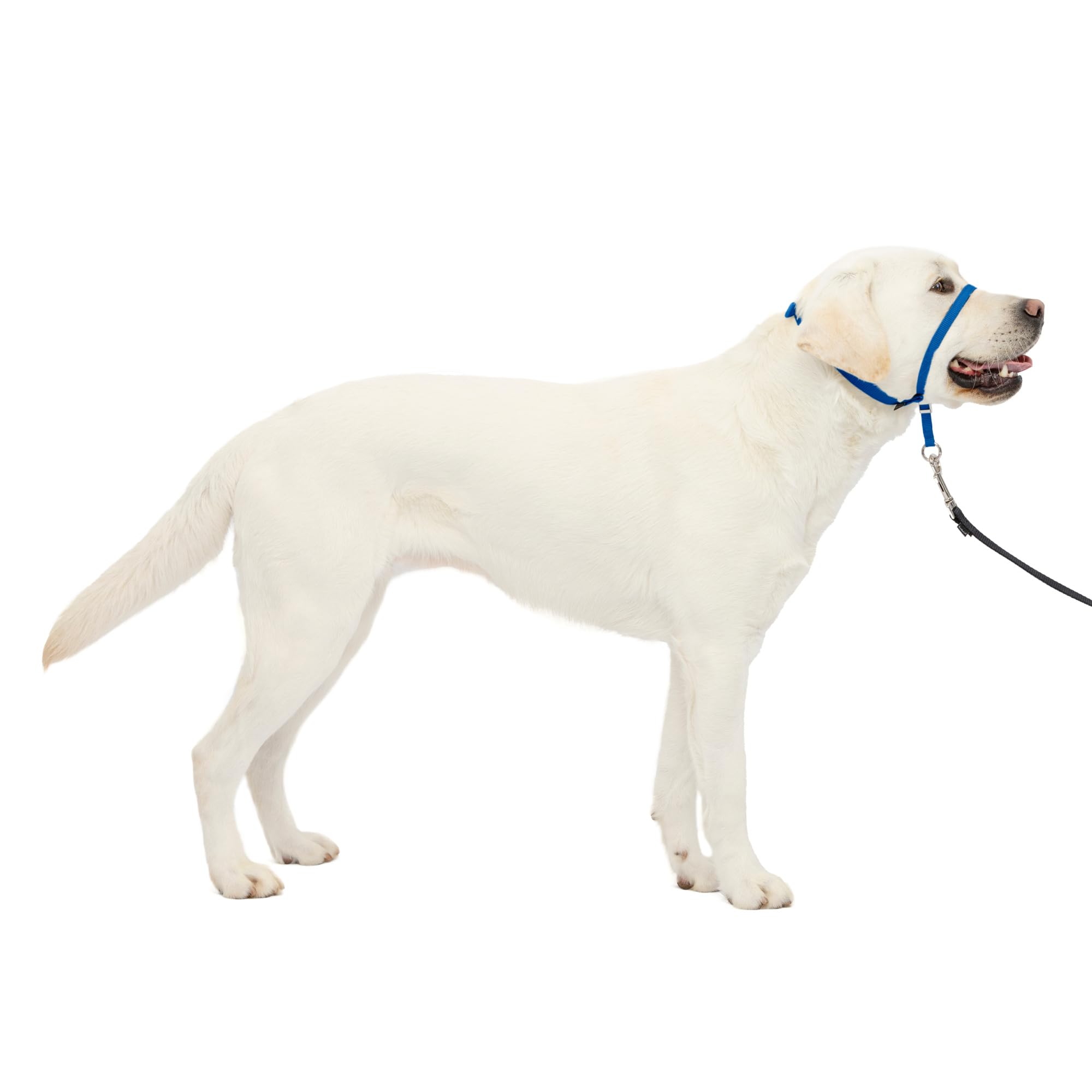 PetSafe Gentle Leader nose-loop headcollar reduces pulling during walks.