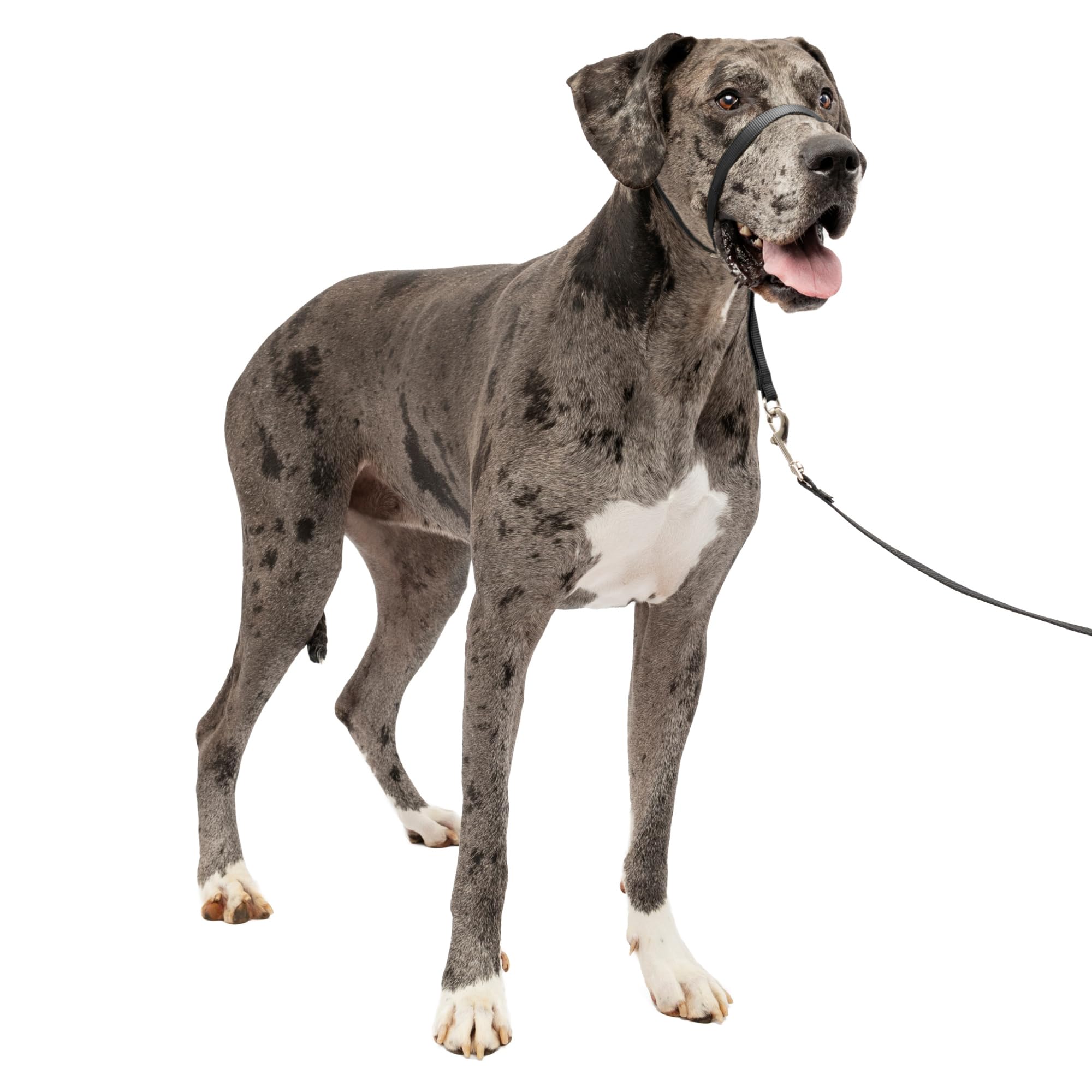 PetSafe Gentle Leader nose loop closeup shows padded comfort for no-pull walks.