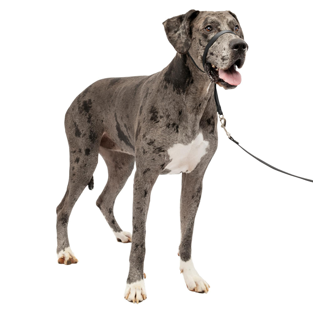 PetSafe Gentle Leader nose loop closeup shows padded comfort for no-pull walks.