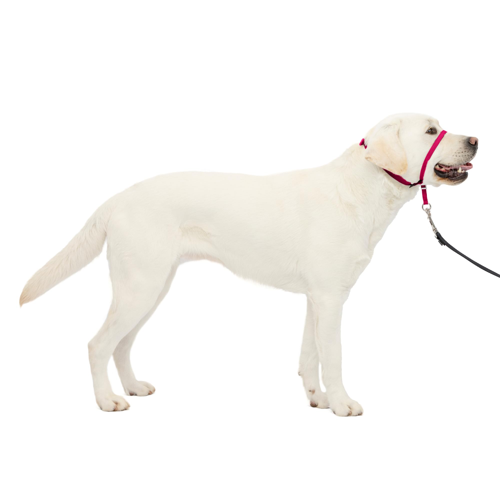 PetSafe Gentle Leader nose loop shows no-pull control during walks